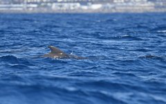 Balaenoptera edeni