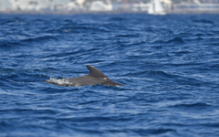 Balaenoptera edeni