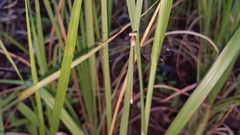 Lestes ochraceus