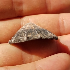 Siphonaria gigas