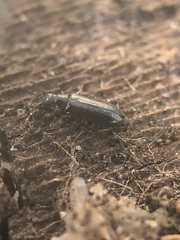 Coleoptera