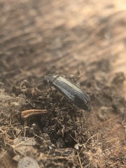 Coleoptera