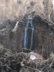 Coleoptera