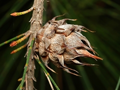 Cylindrococcus spiniferus