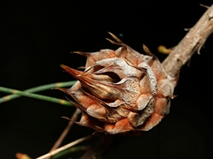 Cylindrococcus spiniferus