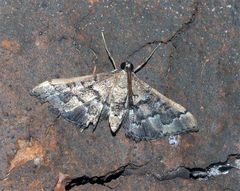 Nacoleia rhoeoalis