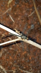 Diplacodes lefebvrii