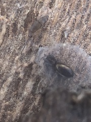 Collembola