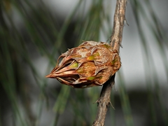 Cylindrococcus spiniferus