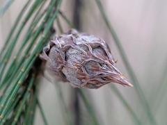 Cylindrococcus spiniferus