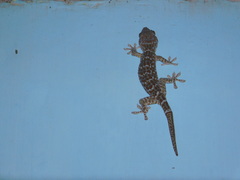 Gekko gecko