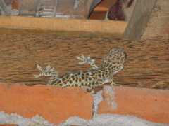 Gekko gecko