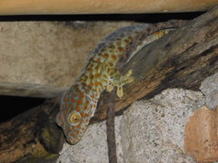 Gekko gecko