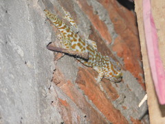 Gekko gecko