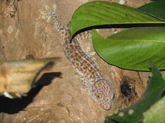 Gekko gecko