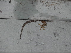 Gekko gecko