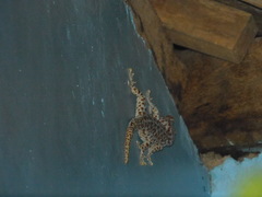 Gekko gecko