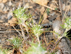 Eriastrum abramsii