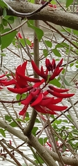 Erythrina corallodendron