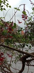 Erythrina corallodendron