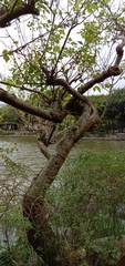 Erythrina corallodendron