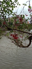 Erythrina corallodendron