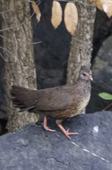 Ptilopachus petrosus