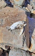 Atelerix algirus