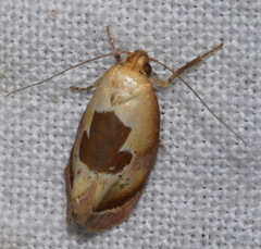 Hoplomorpha camelaea