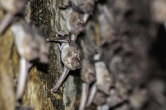 Taphozous perforatus