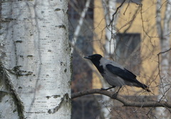 Corvus cornix