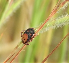 Dermacentor rhinocerinus