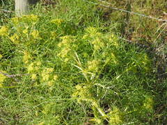 Cachrys sicula
