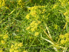 Cachrys sicula