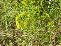 Cachrys sicula