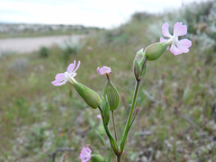 Silene conica