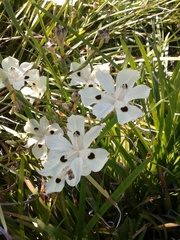 Dietes bicolor bicolor