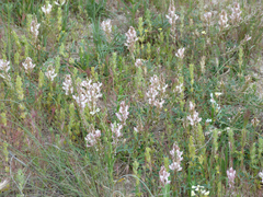Onobrychis humilis matritensis