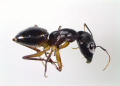 Camponotus xerxes