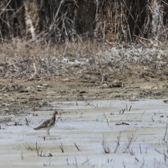 Calidris pugnax