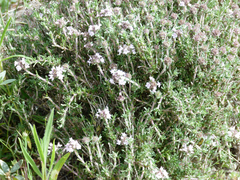 Thymus lacaitae