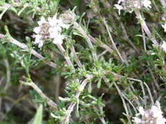 Thymus lacaitae