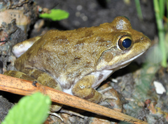 Mistbelt Moss Frog  Anhydrophryne ngongoniensis