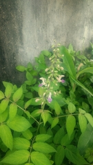 Salvia bowleyana