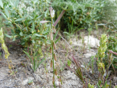 Polygala monspeliaca