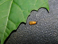 Luciolinae