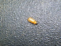 Luciolinae