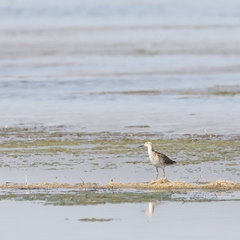 Calidris pugnax