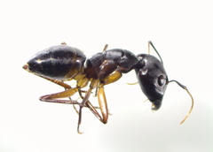 Camponotus xerxes