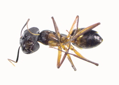 Camponotus xerxes